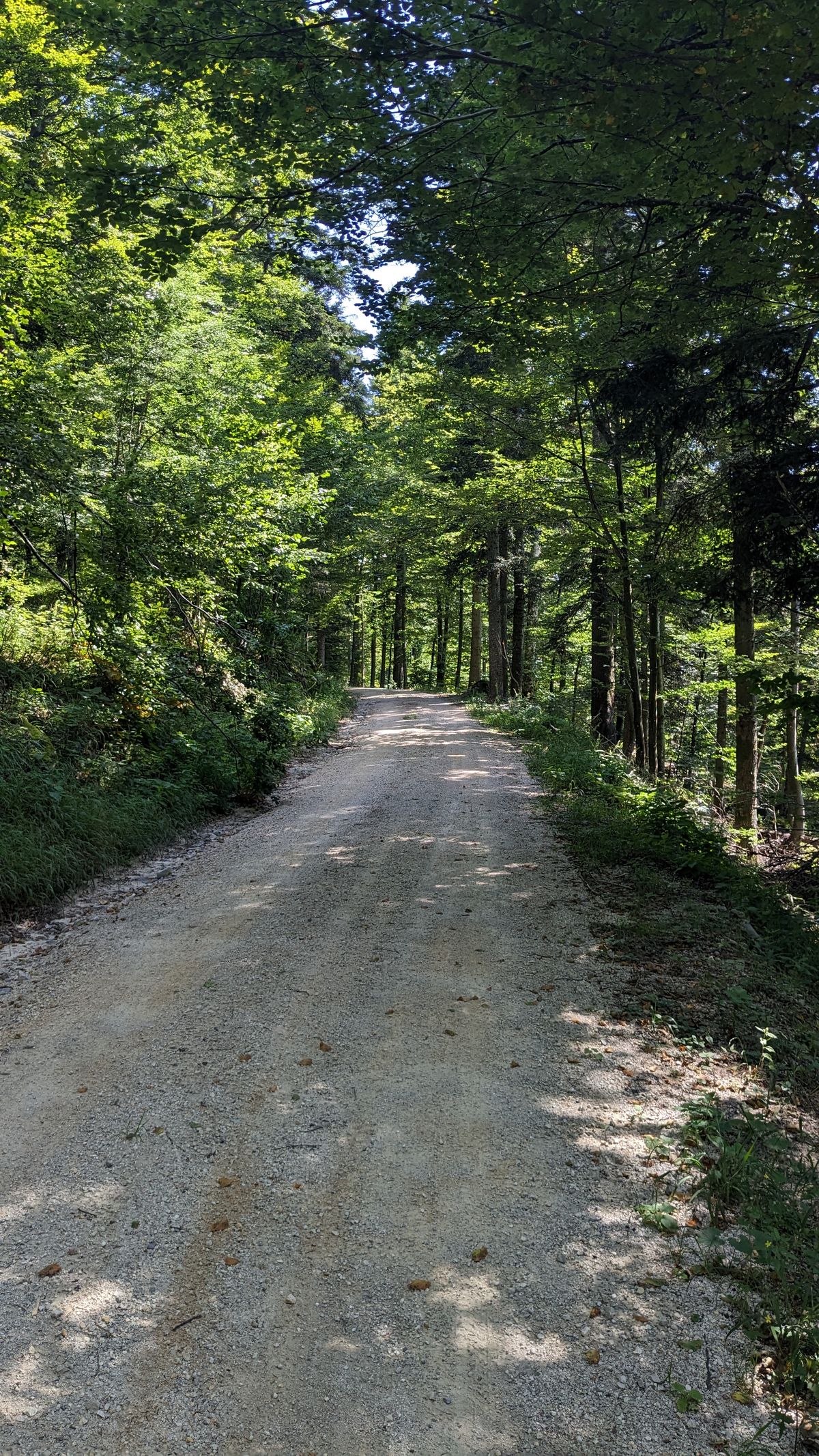 Slowenischer Wald