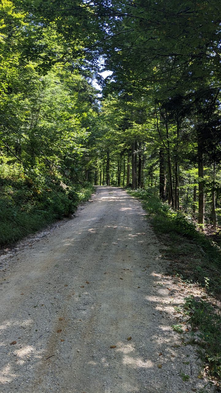 Slowenischer Wald